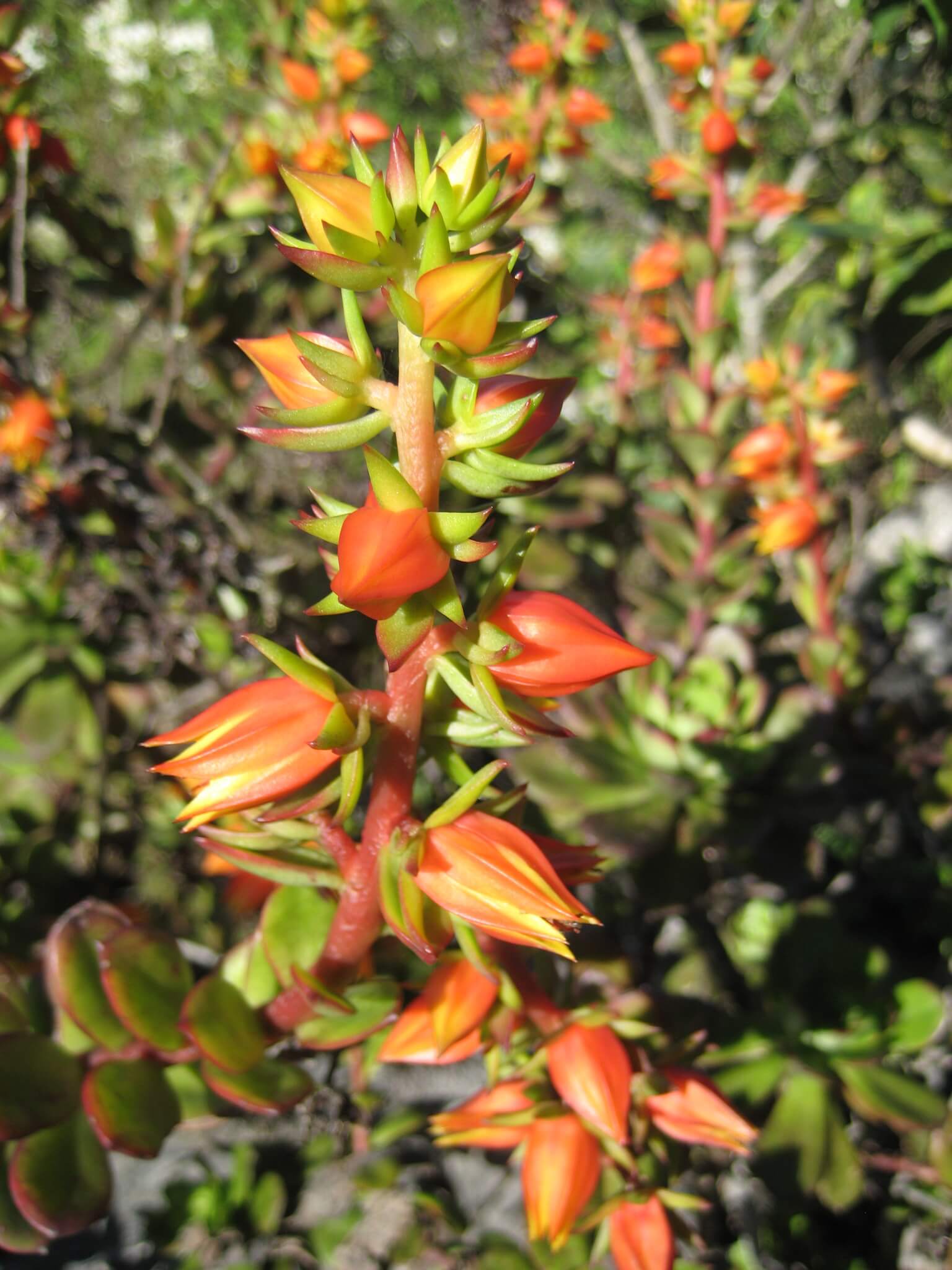 Echeveria multicaulis